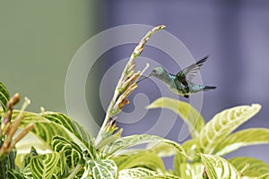 A small Blue-chinned Sapphire hummingbird pollinating flowers in a tropical bush