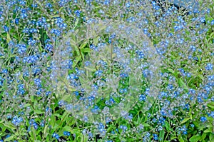 Small blue ciel flowers photo