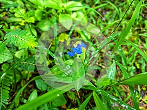 A Small Blue Colour  Flower In Rainforest