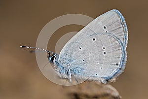 Small blue Cupido minimus butterfly photo