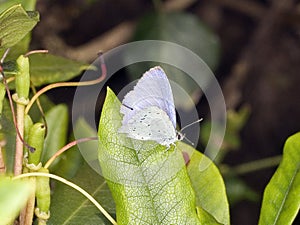 Small blue butterfly Cupido minimus on green leaf photo