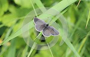 Small blue Cupido minimus butterfly photo