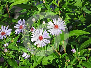 Small blue daisies Felicia Amelloides in the garden. photo