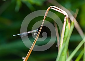 Small blue dragonfly on the blades of grass