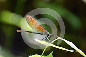 small blue dragonfly with copper colored wings, isolated insect