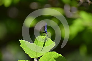 small blue dragonfly relaxing on a green leaf