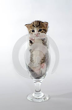 Small blue-eyed kitten color tabby sitting in a clear beer glass