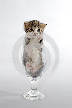 small blue-eyed kitten color tabby sitting in a clear beer glass