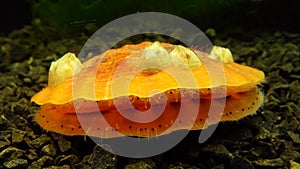 Small blue eyes and tentacles on the mantle of a bivalve mollusk Smooth Scallop Flexopecten glaber ponticus, Black Sea