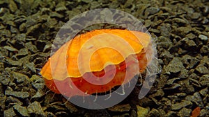 Small blue eyes and tentacles on the mantle of a bivalve mollusk Smooth Scallop Flexopecten glaber ponticus, Black Sea