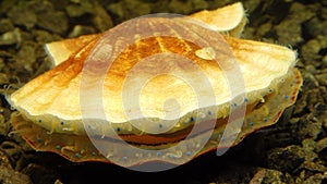 Small blue eyes and tentacles on the mantle of a bivalve mollusk Smooth Scallop Flexopecten glaber ponticus, Black Sea