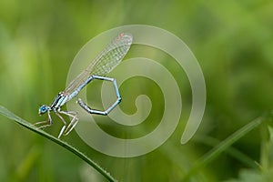 A small blue feather dragonfly sits on a blade of grass against a green background.