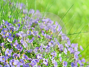 Small blue field flowers on sunlight alpine meadow
