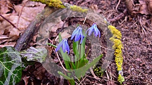 Small blue first spring flowers