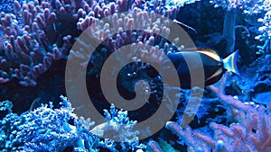 small blue fish named blue tang swimming at blue coral reefs sea water