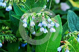 Small blue flower comfrey bell. Symphytum officinale