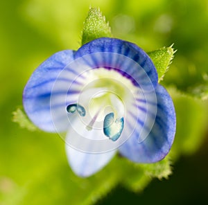Small blue flower. super macro