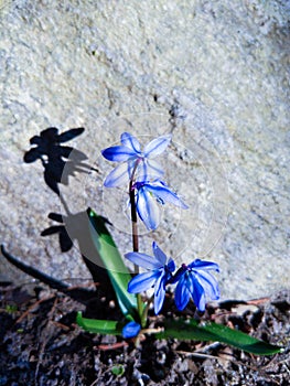 Small Blue Flowers Against Rock