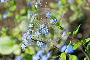 Small blue flowers of Brunnera macrophylla photo