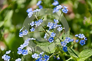 Small blue flowers of Brunnera macrophylla photo