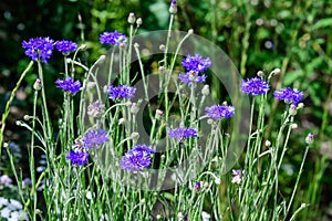 Small blue flowers of Centaurea montana, commonly known as perennial cornflower, mountain cornflower, bachelor`s button, montane k