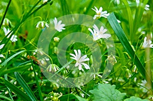 Small blue flowers of forget-me-not against the background of green grass. Shallow depth of field