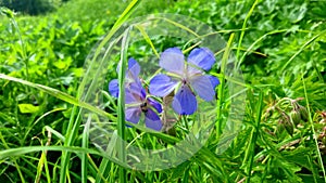 Small blue flowers in the grass sway in the wind.