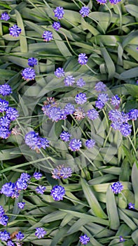 Small blue flowers on green grass