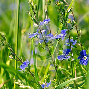 Small blue flowers in the green grass are illuminated by the sun