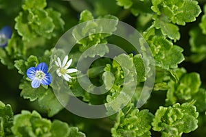 small blue flowers on green leaves