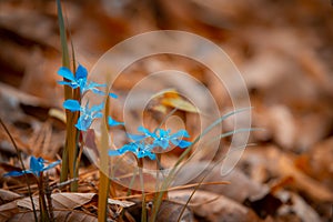 The small blue flowers look beautiful and stand out on the brown background