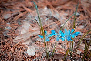 The small blue flowers look beautiful and stand out on the brown background