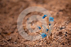 The small blue flowers look beautiful and stand out on the brown ground