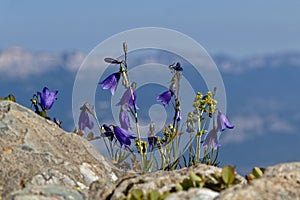 Small blue flowers on a mountain landscape