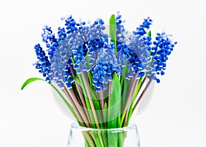 Small blue flowers Muscari in vase isolated.