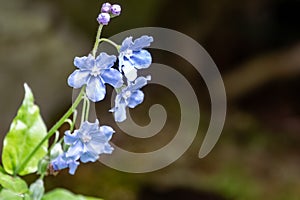 Small blue flowers of Omphalodes cappadocica, the Cappadocian navelwort