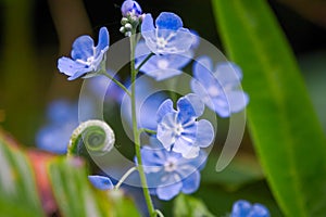 Small blue flowers of Omphalodes cappadocica, the Cappadocian navelwort