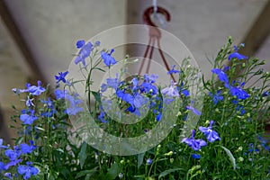 Small blue flowers, pendant basket on the summer terrace. Lobelia