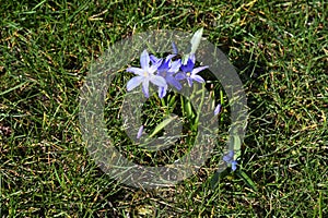 SMALL BLUE FLOWERS IN SPRING WEATHER