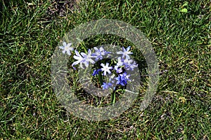 SMALL BLUE FLOWERS IN SPRING WEATHER