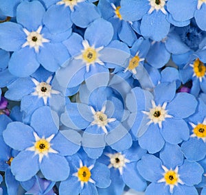 Small blue forget-me-not flowers background photo
