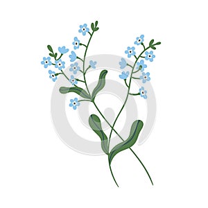 Small blue forget-me-not flowers on stem with leaves. Delicate blooming forgetmenots. Botanical floral element. Colorful