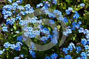 Small blue forget-me-nots or Scorpion grass flowers, Myosotis, growing