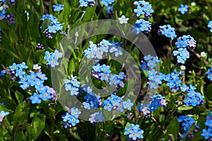 Small blue forget-me-nots or Scorpion grass flowers, Myosotis, growing