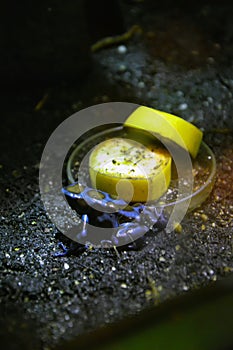 Small blue frog in its tank - closeup