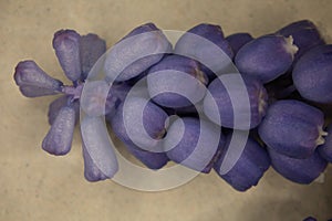 small blue grape hyacia blossoms