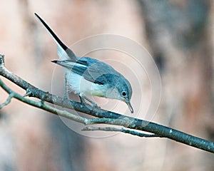Small Blue-Gray Gnatcatcher bird perched on a tree branch in the woods