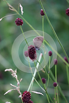 Small blue on a great Burnet