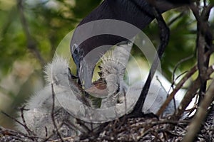 Small blue heron babies