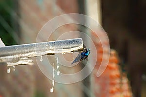 A humming bird drinking water from pipe